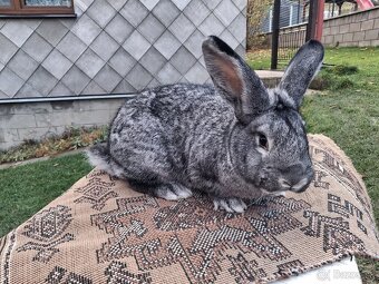 Činčila veľká - 3