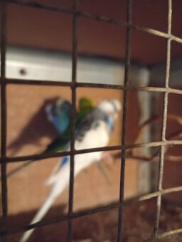 Predám vlaňajšie andulky. - 3