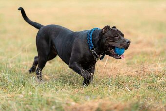 American Bully XL krytie - 3