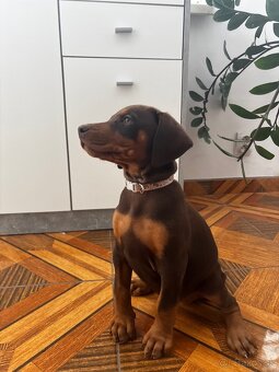 Doberman šteniatka - 3