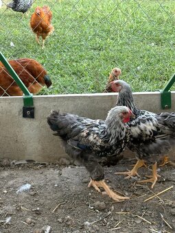 Wyandot kohut - 3
