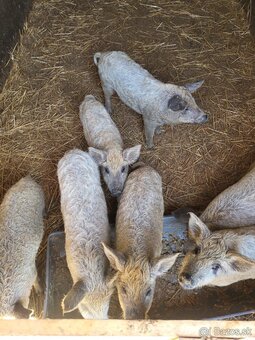 Prasatá, prasiatka, prasa, mangalica, - 3