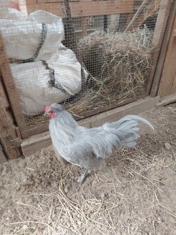 Predám mladých kohútov araucana levanduľových - 3