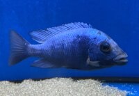 Placidochromis - 3
