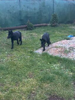 Nemecky ovciak steniatka - 3