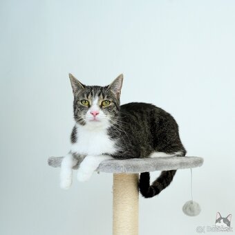 Citlivá mačička SASHKA hľadá domov - 3