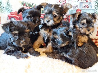 York,Yorkshir,yorkshirsky terier - 3