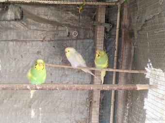 Predám vtáctvo - 3