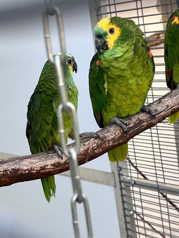 Amazoňan modročelý - 3