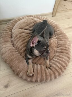 Francúzsky buldoček- fenka - 3