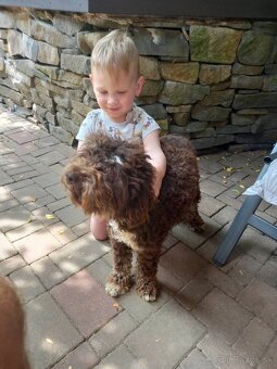 Darujem Lagotto Romagnolo - 3