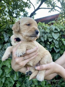 Zlatý retriever šteniatka - 3