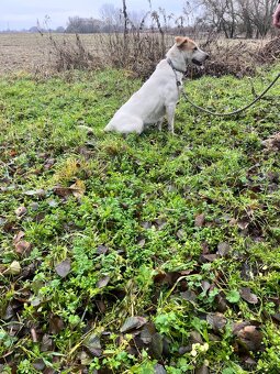 Darujem 1,5 ročnú fenku - 3