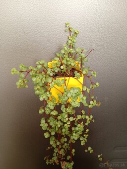 Magnetický obal na kvetináč - 3