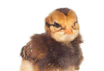 Araucana z Nemecka ,Nasadové vajička - 3