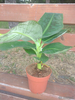 BANAN - 3
