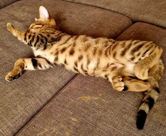 Bengalsky kocurik - 3