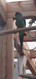 Papagáj Mnohofarebný 2025. - 3