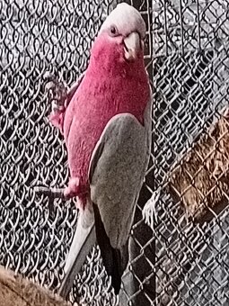 Kakadu ružový - 3