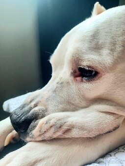 Argentínska doga sučka s PP - 3