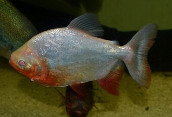 Prísavníky,botia,piraňa - 3