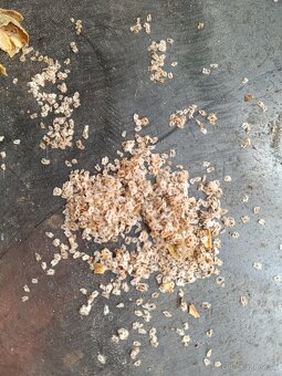 Paulownia semená - 3