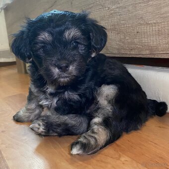 Rozkošné šteniatka MORKIE - 3