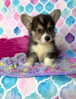 Welsh Corgi Pembroke s PP - 3