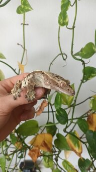 Pagekon riasnaty - 3