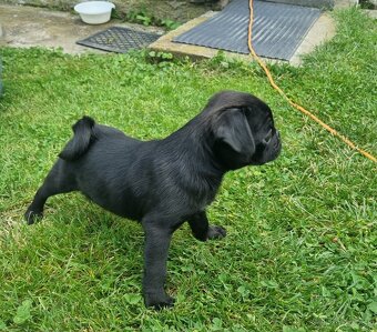 Mops - 3