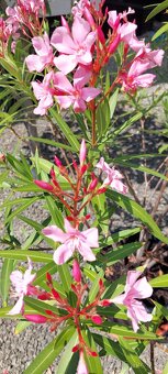 Oleander ružový - 3