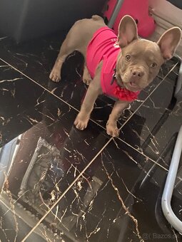 Francuzsky buldoček - 3