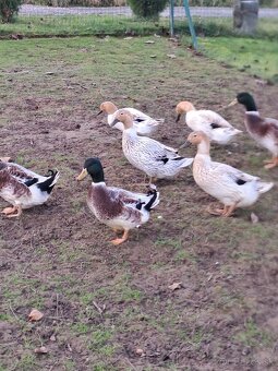 Çiarkovany kacer - 3