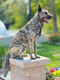 Holandský ovčiak - 3