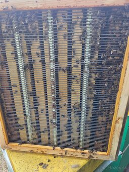 Včelia matka, kráľovná - 3