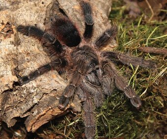 Tarantula, Vtackar, pavúk - 3