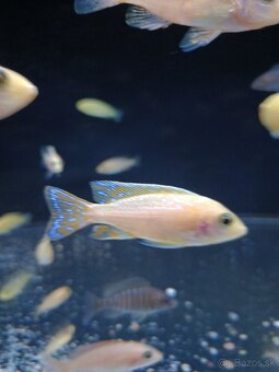 Aulonocara fire fish - 3