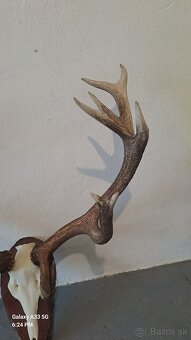 Parohy,trofej - 3