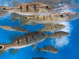 cichla intermedia+mix - 3