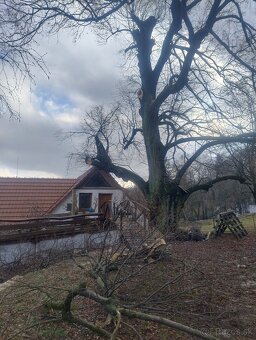 Rizikové rezanie stromov, arboristika - 3