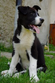 Roztomilé šteniatko hľadá milujúci domov 🐾❤️ - 3