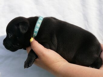 Stafordšírský bulteriér (Staffordshire Bull Terrier) - 3