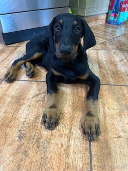 Doberman šteniatko- psík - 3