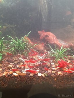 Predam krevetky Neocaridina Bloody Mary - 3