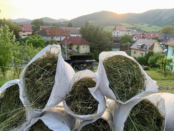 Tohtoročné voňavé seno - 3