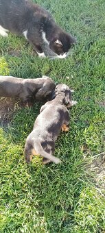 Trpaslíci jazvečík - 3