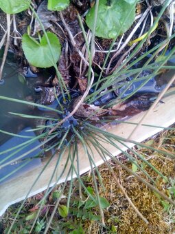 Okysličovacie rastliny do jazierka - 3