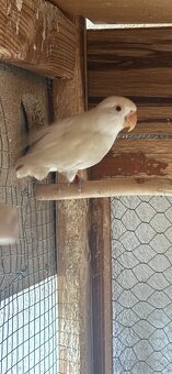 Agapornis fischer - 3