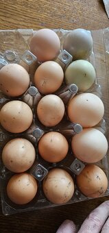 Predam nasadove vajicka - 3