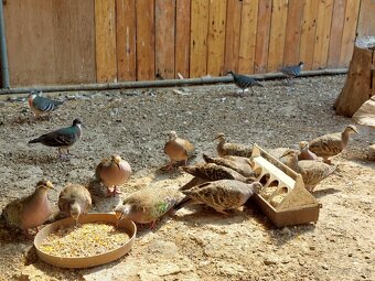 Holub bronzovokrídly - 3